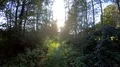 Walking on a narrow wild nature path between trees and meadows in autumn season 4k or 4k+ Resolution