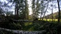 Walking on a narrow wild nature path with fallen tree trunks and meadows 4k or 4k+ Resolution