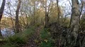 Walking on a narrow wild nature path between trees and lakes in autumn season 4k or 4k+ Resolution