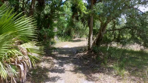 Walking in nature! Stock Footage 154482676