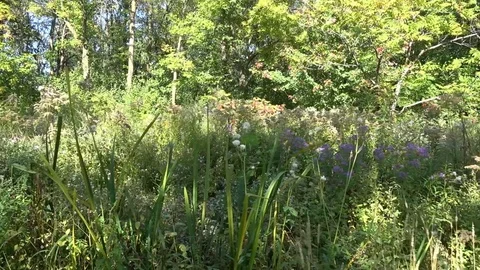 Walking in nature  , forest bathing Stock Footage 101831798