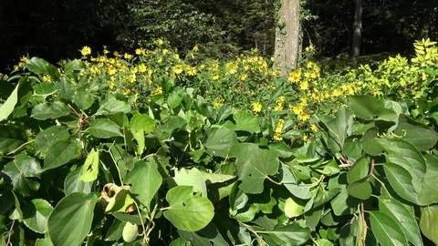 Walking in nature  , forest bathing Video stock 101831805