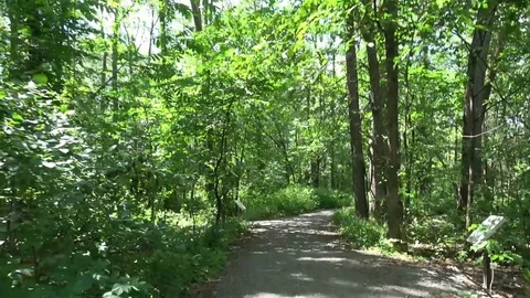 Walking in nature  , forest bathing Video stock 101831822