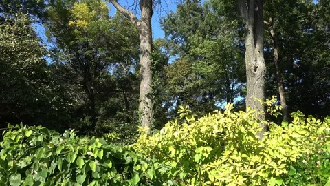 Walking in nature  , forest bathing Stock Footage 101831828