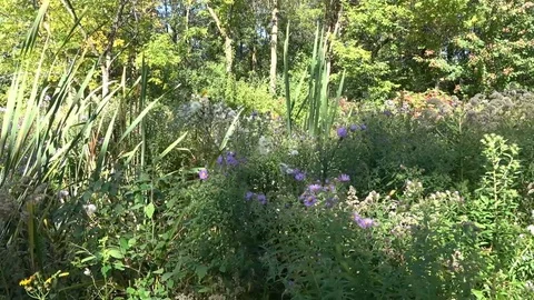 Walking in nature  , forest bathing Stock Footage 101865821