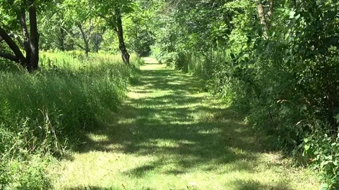 Walking in nature  , forest bathing Stock Footage 101865833