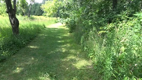Walking in nature  , forest bathing Stock Footage 101865835