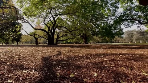 Walking on nature park Stock Footage 70649672