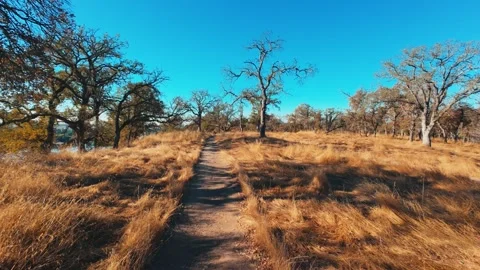 Walking on nature trail through oak trees on a clear day Stock Footage 287955084