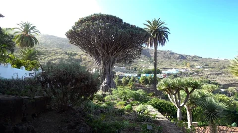 Walking near oldest dragon tree at Tenerife Island Stock Footage 87340613