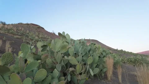 Walking near a Prickly Pear Cactus Growing on Dry Rocky Hillside Stock Footage 344819478