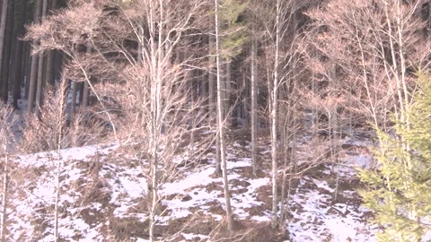 Walking near winter 스톡 동영상 137641232