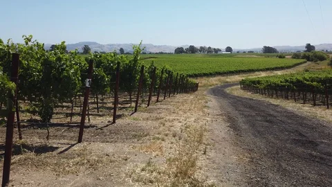 Walking next to beautiful wine grape vineyard farm Stock-Footage 112040940