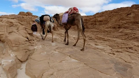 Walking nomadic trailswith camels in the Egyptian Sinai Gimbal Stabilised part 3 Stock-Footage 124014557