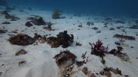 Walking Octopus Stock Footage 343635601