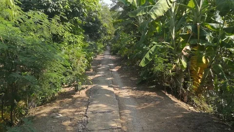 Walking on the old path way into the lush foliage of Bang Kachao Stock Footage 99806186