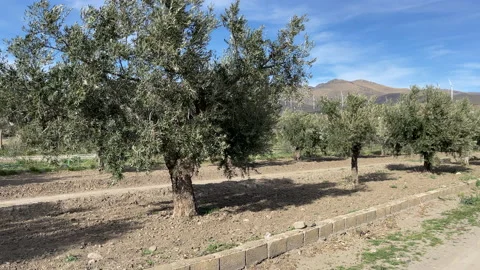 Walking to the olive grove Stock Footage 151254985