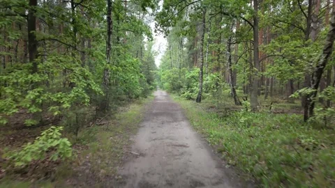 Walking or cycling through a green forest path in spring Stock Footage 317437580