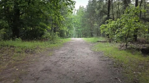 Walking or cycling through a green forest path in spring Stock Footage 317437648