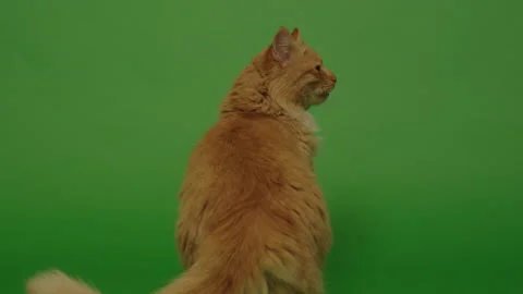 Walking orange cat Stock Footage 146012613