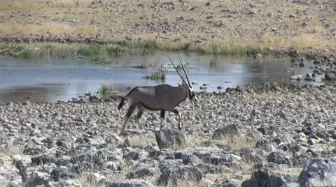 Walking oryx Stock Footage 12133790