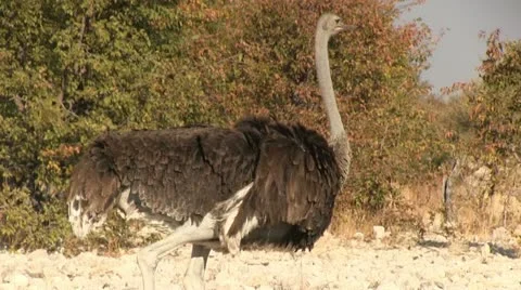 Walking ostrich (2) Stock Footage 12133831