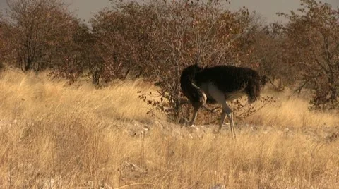 Walking ostrich Stock Footage 12133848