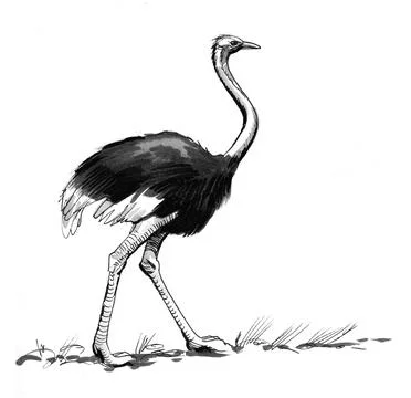 Walking ostrich Illustrazione stock