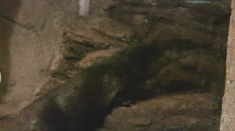 Walking Otter Video stock 8572867