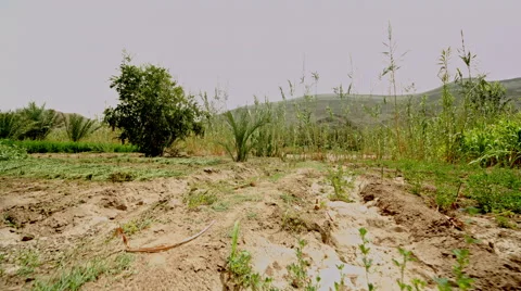 Walking out the oasis  Видео 62910796