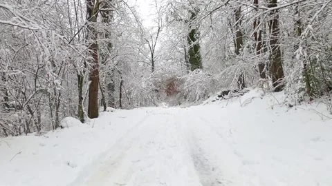 Walking out in the winter on a beautiful forest Video stock 146338911