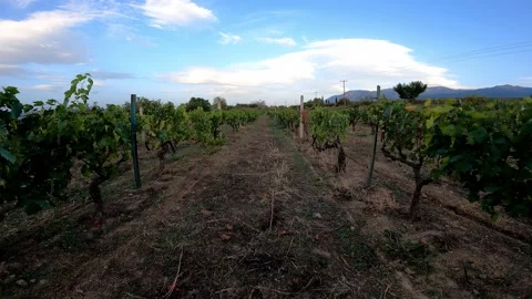 Walking outdoors between rows of lush green vines at large vineyard in Greece Stock Footage 161350494
