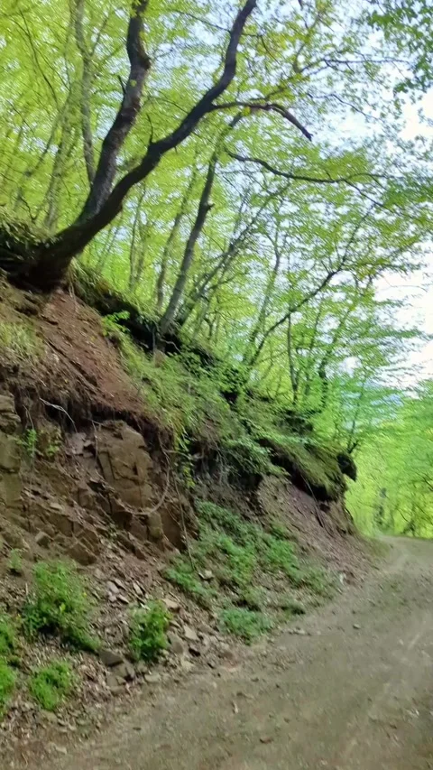 Walking outside in the forest observing nature Stock Footage 307650387