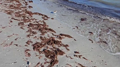 Walking over beach sand with red algae and ocean waves coming in Stock Footage 330092233