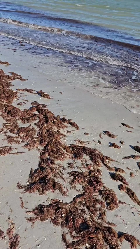 Walking over beach sand with red algae and ocean waves coming in vertical video Stock Footage 330317302