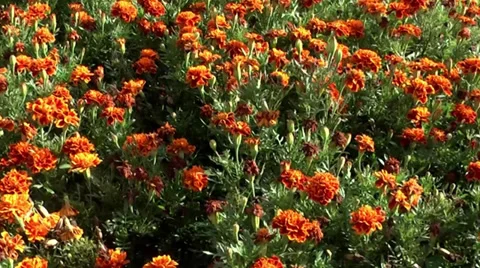 Walking over Flowers 1 Vídeos de archivo 34679241
