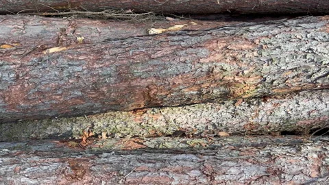 Walking over large stacked timber logs with a top-down view Stock Footage 340127397