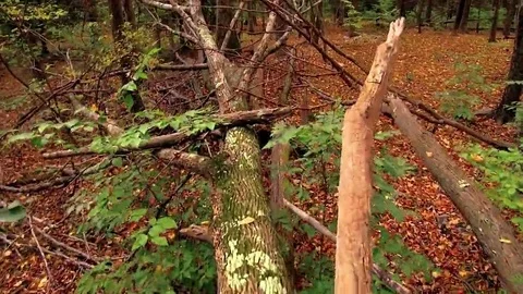 Walking Over Log in Beautiful Forest 4K Stock Footage 69095436