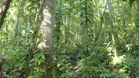 Walking over a small footpath through a rainforest in the Amazon on a sunny day Stock Footage 146753340