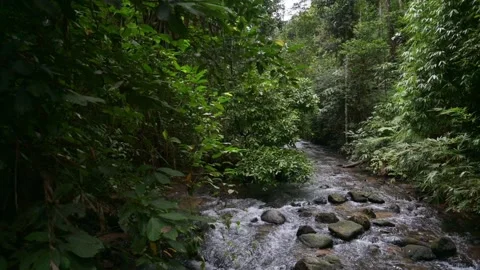Walking over the stream with water flowing through the rocks in the forest. Stock Footage 293211091