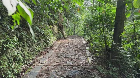 Walking on Overgrown Stone Path Through Lush Green Rainforest, POV Shot Stock Footage 324774378