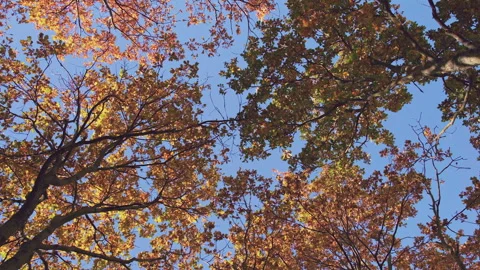 Walking overhead view of autumn trees in park, London, United Kingdom Video stock 293124251