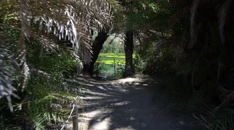 Walking in the palm forest with river view Video stock 64317315