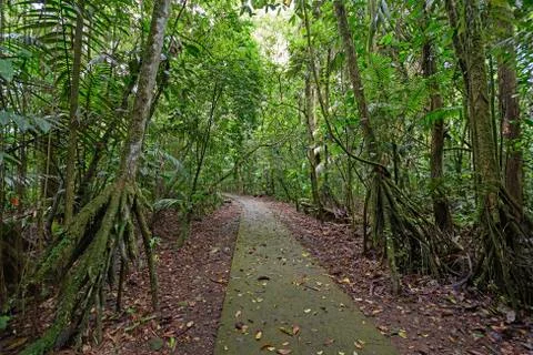 Walking Palms along a Rain Forest Path Stockfoto's