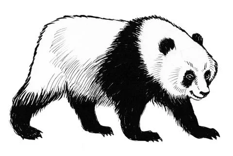 Walking panda bear Illustrazione stock