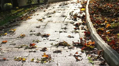 Walking in the Park Stock Footage 9829544