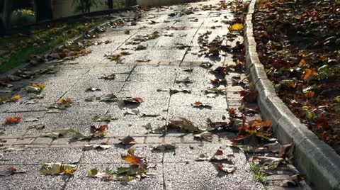 Walking in the Park 스톡 동영상 9834493