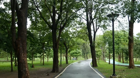 Walking in park Stock Footage 115522126