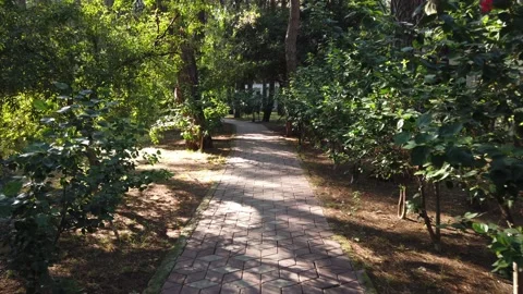 Walking At The Park Stock Footage 230470000