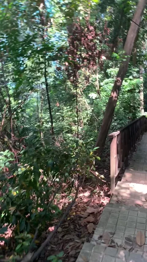 Walking in a park, Kuala Lumpur Video stock 343444676